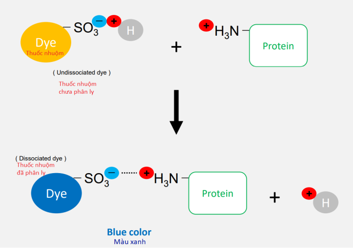 kit-kiem-tra-nhanh-protein-be-mat